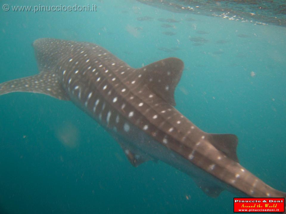 Djibouti - Whale Shark - 19.jpg